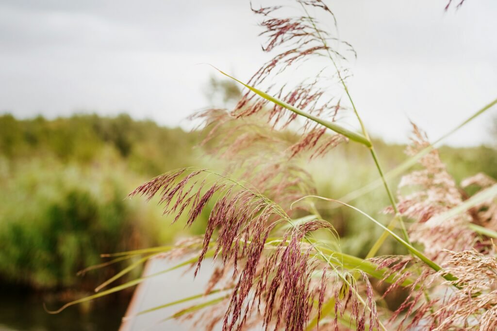 Varen en cultuur in de Biesbosch: Het ultieme dagje uit op het water