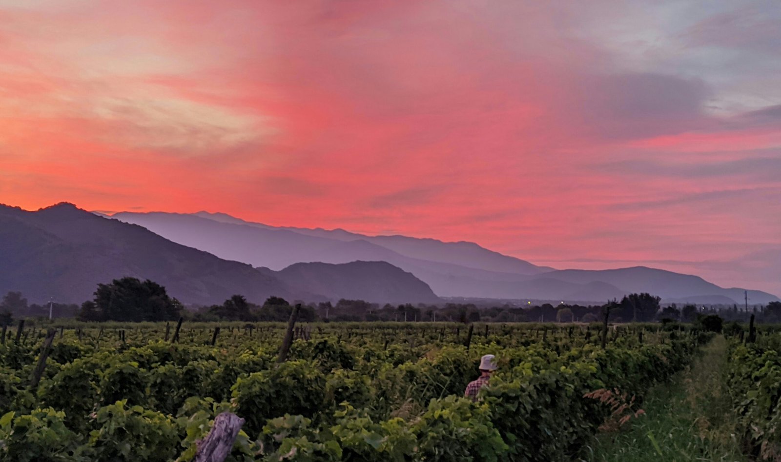 Wijn proeven in Kakheti: Ontdek de authentieke wijnhuizen van Georgië