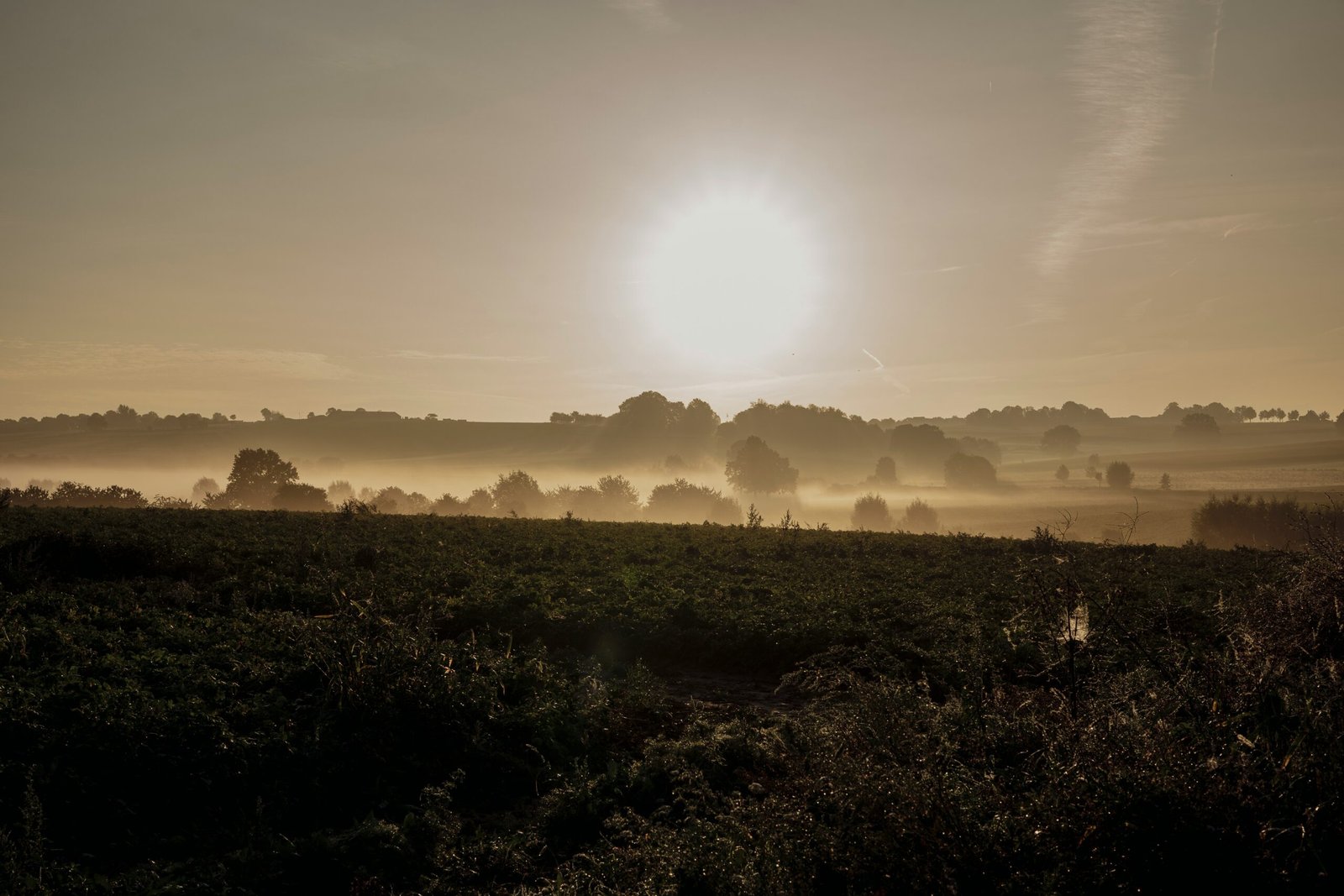Wijngaarden in Zuid-Limburg: Uitzicht